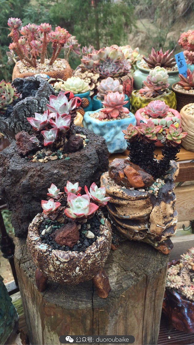 关于多肉植物的国画,多肉山水画