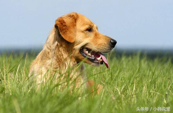 狗狗为啥不擦干容易得脚气,狗狗得了脚气能治好吗