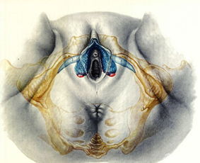 屁股大就一定好生养吗？这2种方法教你轻松辨认！