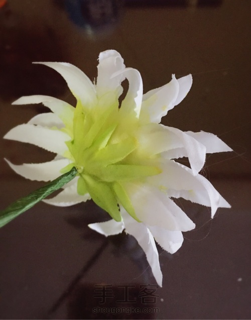 荞葭烫花-玛格丽特