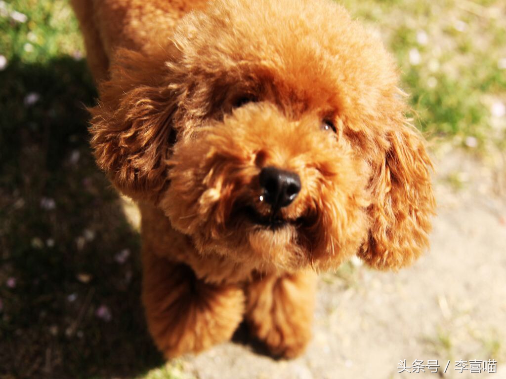 泰迪犬的市场价格和购买时应该关注的事