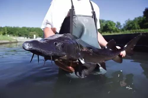 深海鱼子酱的功效与作用,来自深海的鱼完整版