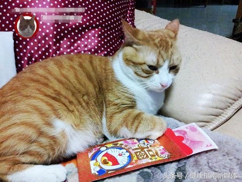 让猫自己在家10天,春节让猫独自在家