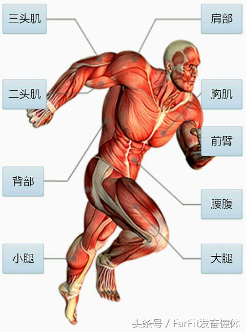 新手健身该如何从零开始锻炼肌肉,小白拳击肌肉训练计划