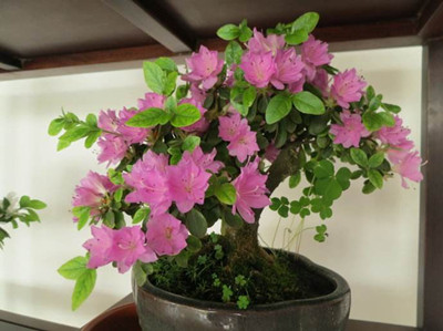 杜鹃花盆栽的关注事项和禁忌,杜鹃花盆栽土壤微湿还需要浇水吗