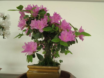 杜鹃花盆栽的关注事项和禁忌,杜鹃花盆栽土壤微湿还需要浇水吗