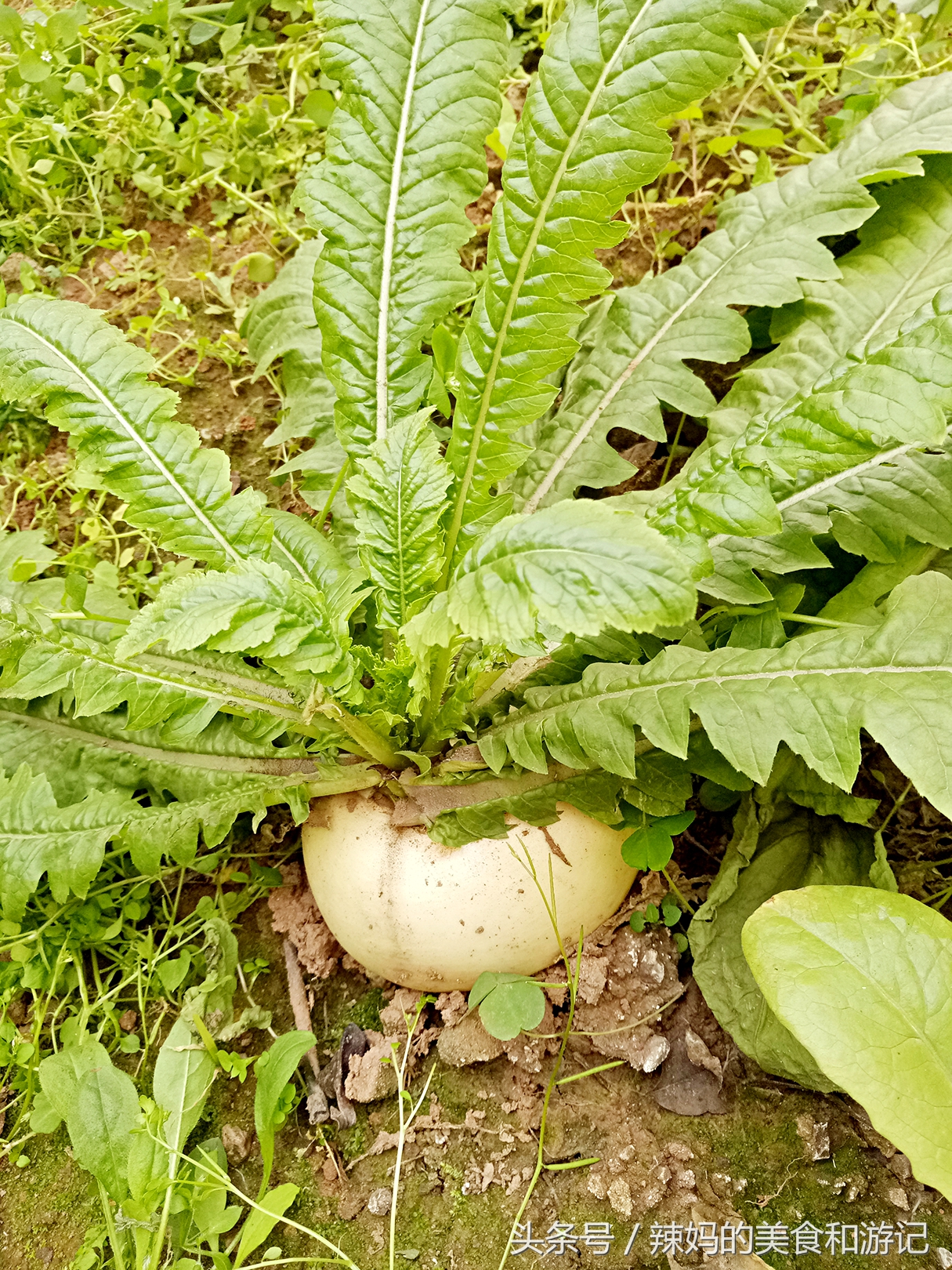 住一楼带花园的优缺点,住一楼带露台的房子真实感受