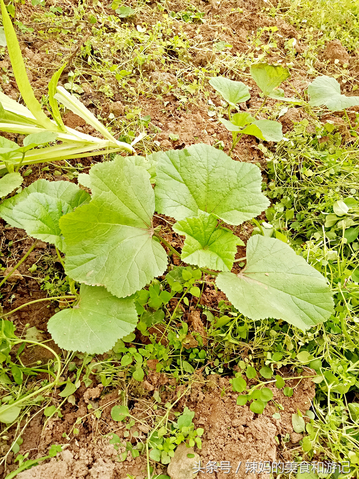 住一楼带花园的优缺点,住一楼带露台的房子真实感受
