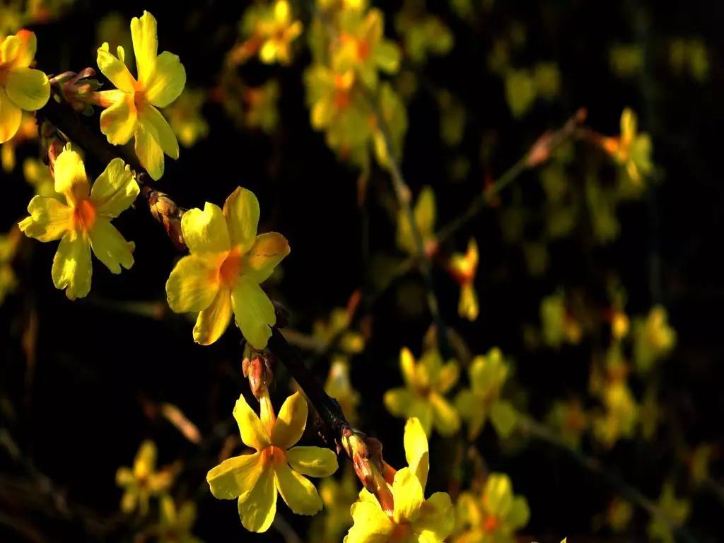 《本草》植物志之迎春花：大禹的眼泪化作的报春信使