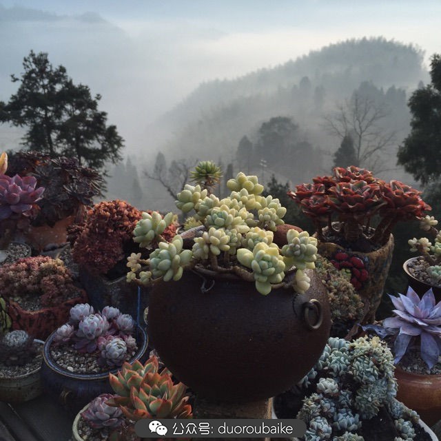 关于多肉植物的国画,多肉山水画