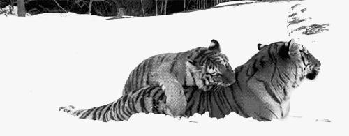 傻缺别再吃了，它就是烂南瓜，没吃出来吗？