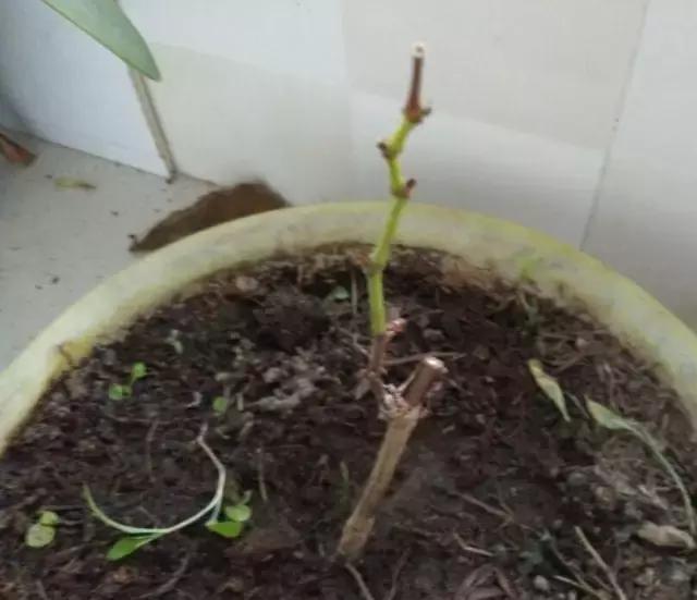 阳台上怎么养好葡萄树,阳台上怎么种植葡萄树