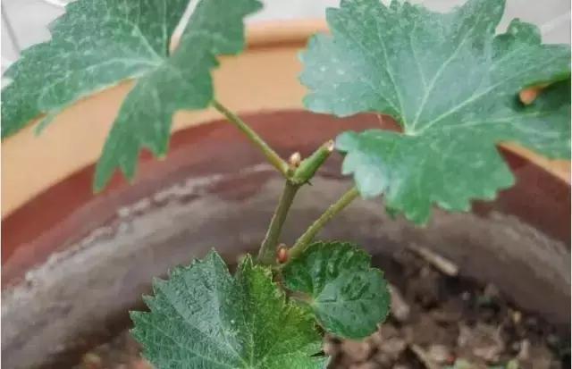 阳台上怎么养好葡萄树,阳台上怎么种植葡萄树