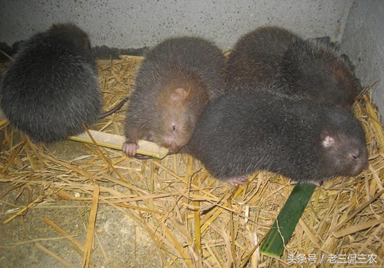 农村30个冷门的赚钱门路,曾经发家致富