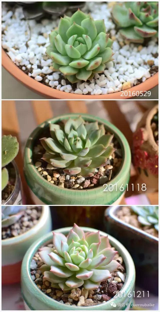 广西南宁适合养的多肉,广西南宁多肉博主