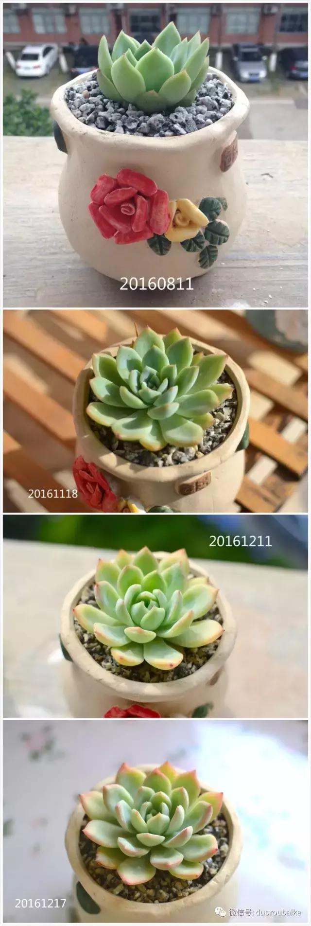 广西南宁适合养的多肉,广西南宁多肉博主