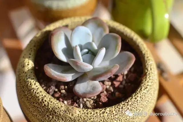 广西南宁适合养的多肉,广西南宁多肉博主