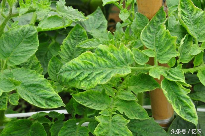 番茄病毒病打什么药,巧治番茄病毒病妙方