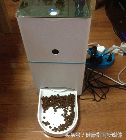 让猫自己在家10天,春节让猫独自在家