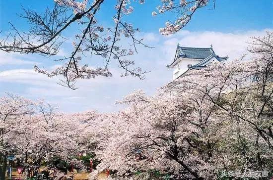 你知道樱花最多的地方在哪,你知道樱花的花期有多长吗