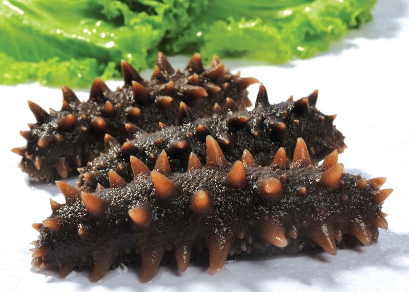 海参能治好胃病吗,海参能治病不