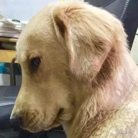 给金毛吃药被吐出来,金毛吃骨头卡了