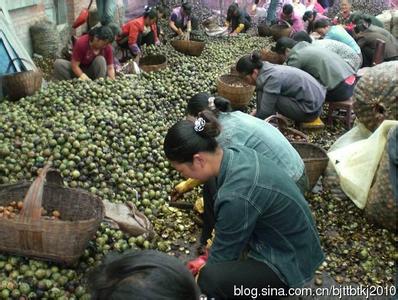 文玩核桃如何快速去青皮,文玩核桃去核桃外皮的最佳方法