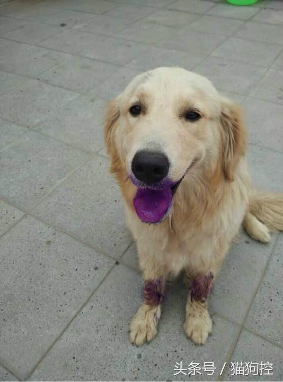 回来发现金毛嘴肿了,金毛舌头发紫正常吗