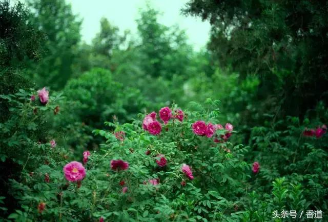 可囊可食，可嗅可观，可插可戴的玫瑰，才是“真玫瑰”
