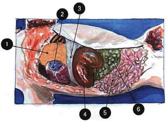 猪的骨架结构及分解讲解,唐师傅教学视频
