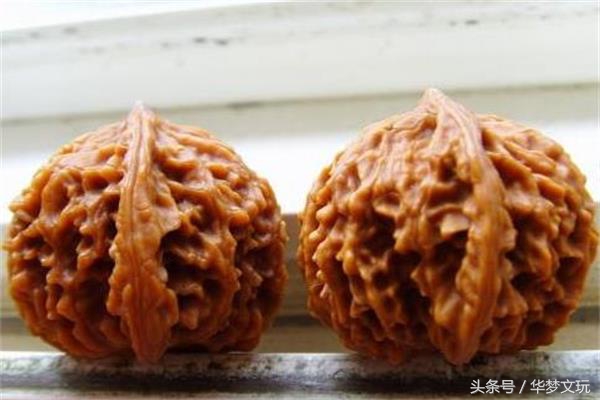 狮子头容易红吗,白狮子头很轻能玩出来吗