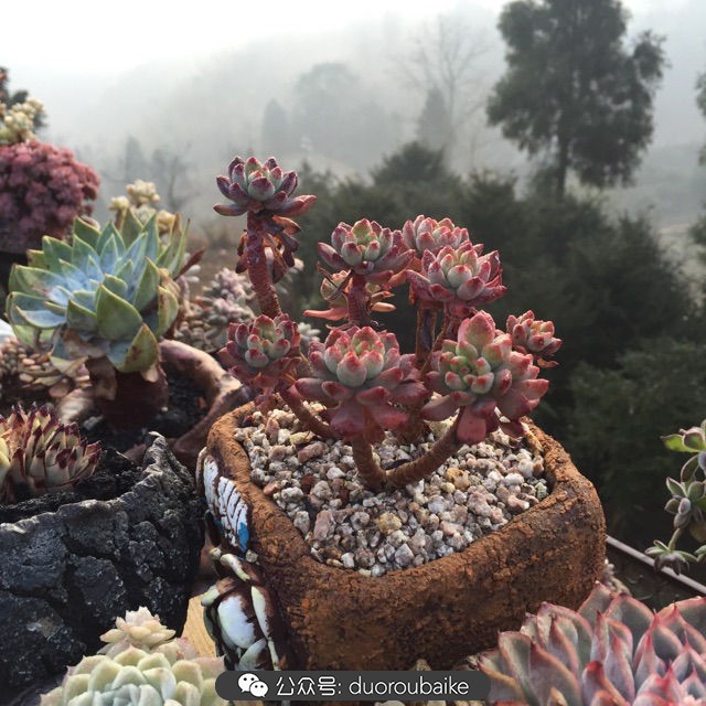 关于多肉植物的国画,多肉山水画