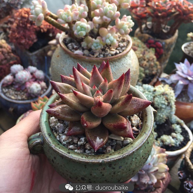 关于多肉植物的国画,多肉山水画