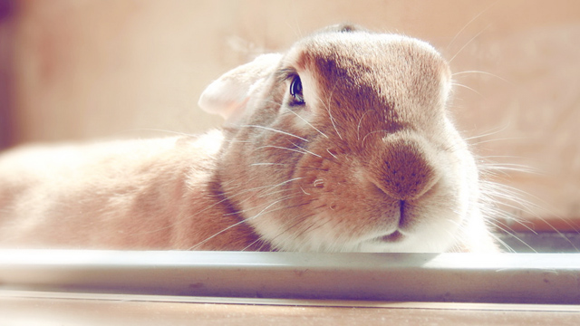 兔子脱毛怎么清理,兔子脱毛是什么意思