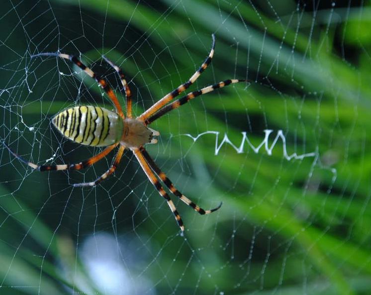 梦见蜘蛛织网代表什么前兆,梦见蜘蛛在爬是什么意思