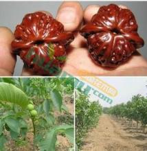 文玩核桃如何快速去青皮,文玩核桃去核桃外皮的最佳方法