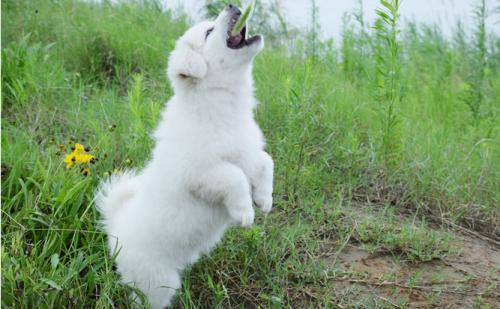 狗狗用前腿撑着后腿走路怎么回事,狗狗前腿走路后腿腾空