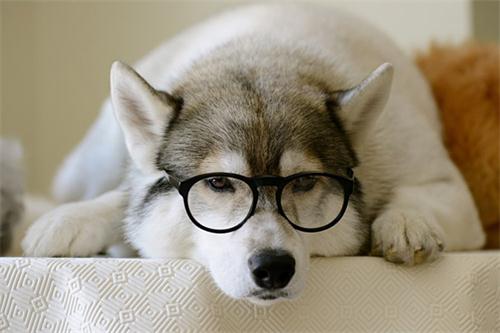 狗狗用前腿撑着后腿走路怎么回事,狗狗前腿走路后腿腾空