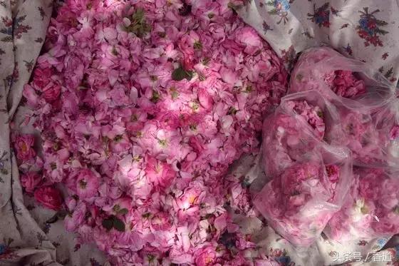 可囊可食，可嗅可观，可插可戴的玫瑰，才是“真玫瑰”