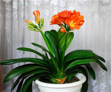 君子兰夹箭最好的解决办法,君子兰夹箭了怎么办我来教你