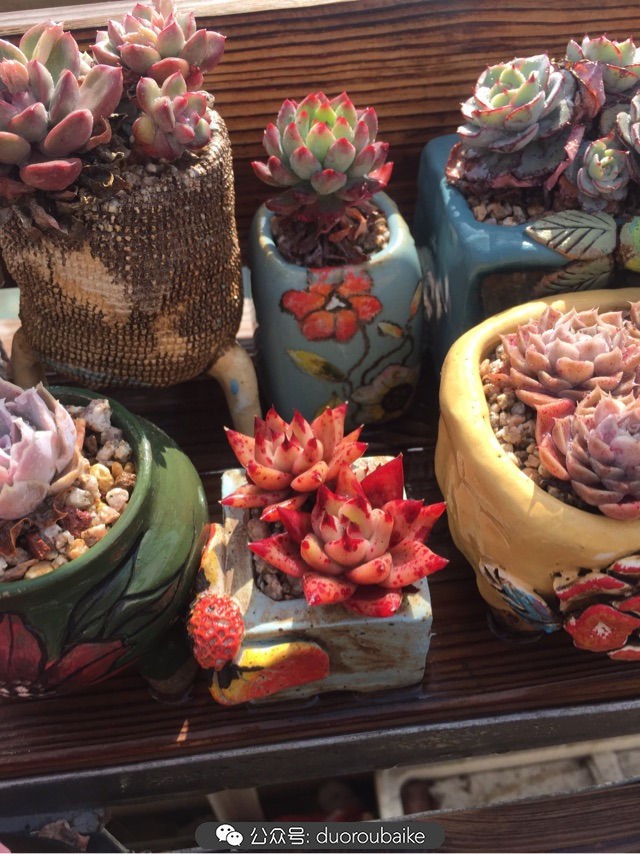 关于多肉植物的国画,多肉山水画