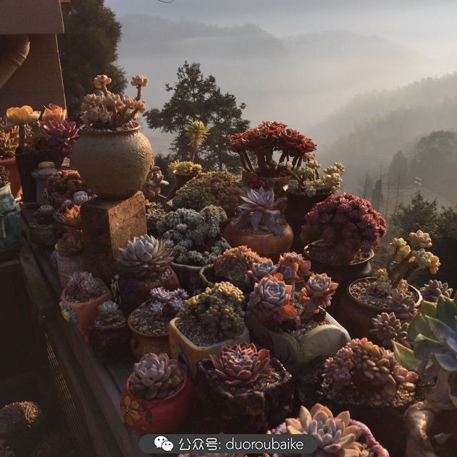 关于多肉植物的国画,多肉山水画