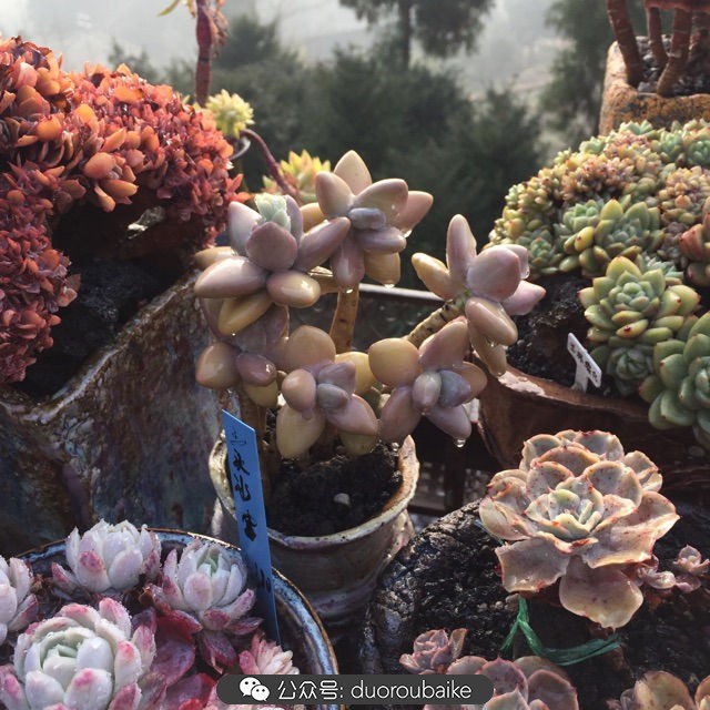 关于多肉植物的国画,多肉山水画