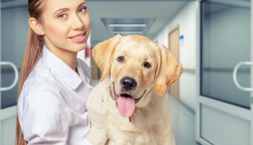 狗狗便便稀而且很粘稠这是怎么了,狗狗便便很软是怎么回事