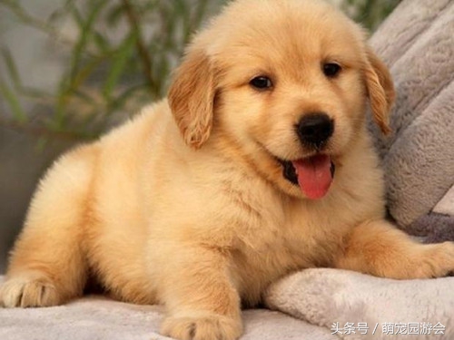 买到的小狗怎么处理,买小狗查出细小该怎么维权