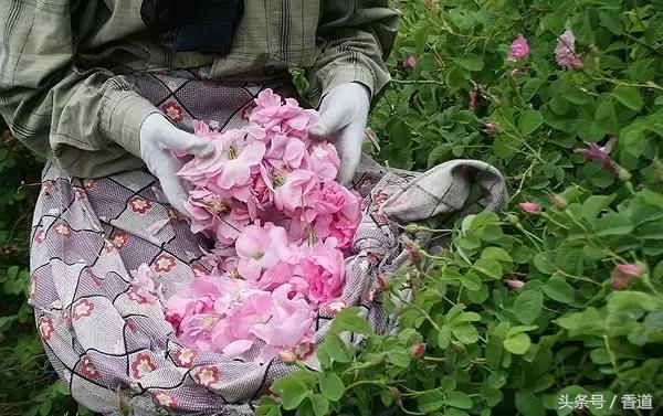 可囊可食，可嗅可观，可插可戴的玫瑰，才是“真玫瑰”