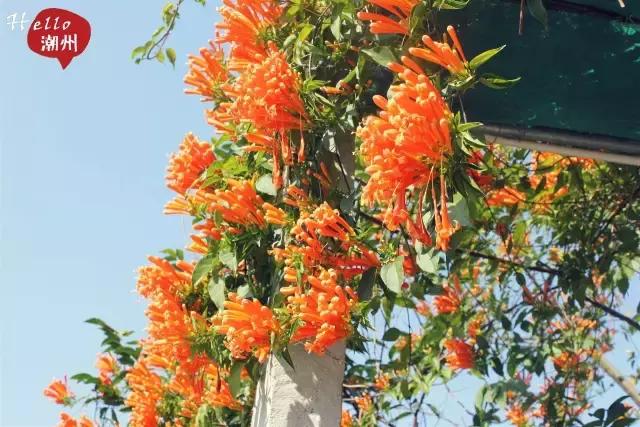 潮州好玩的农庄推荐,2022年潮州哪个农庄好玩