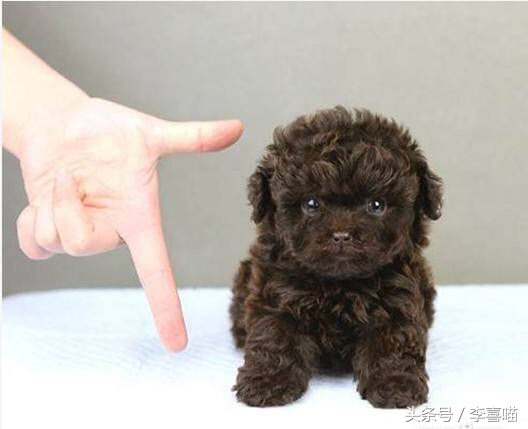 泰迪犬的市场价格和购买时应该关注的事