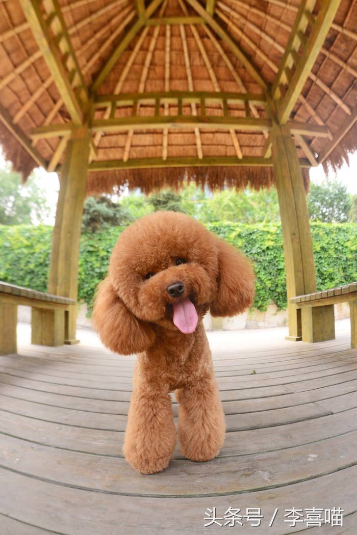 泰迪犬的市场价格和购买时应该关注的事