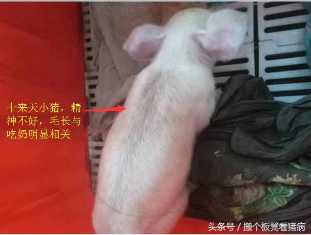 养猪仔猪拉稀技术绝技,仔猪怎么预防猪病